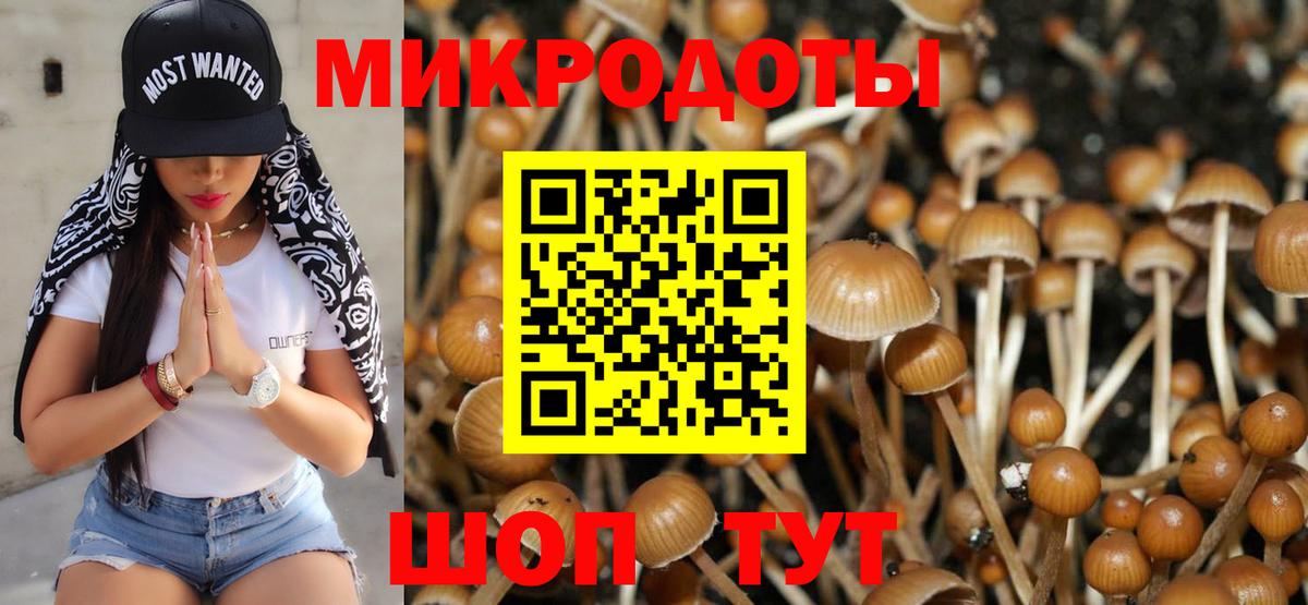 Галлюциногенные грибы Psilocybine cubensis Нововоронеж